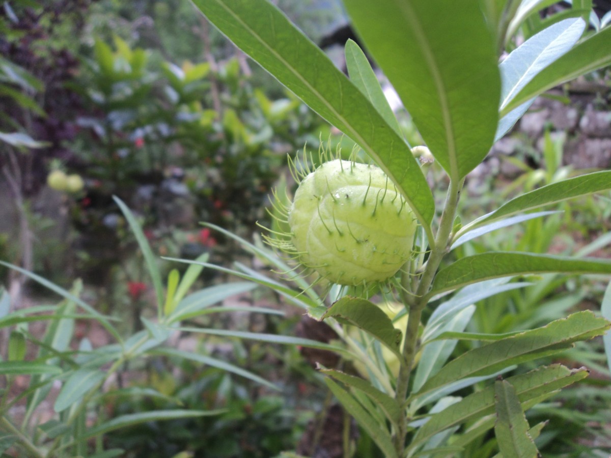 Gomphocarpus physocarpus E.Mey.